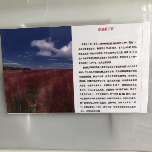 沭阳县粉黛乱子草种子
