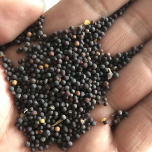 油菜籽 油菜花种子