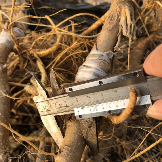 泊头市黑珍珠桑树苗 黑珍珠桑葚嫁接苗1.5—20公分，产量高、果实用途多、易管理
