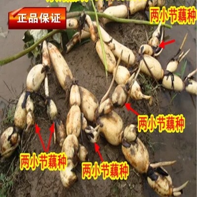 沭阳县 食用深水莲藕种 藕苗 池塘稻田高产浅水莲藕种苗脆藕粉藕种苗