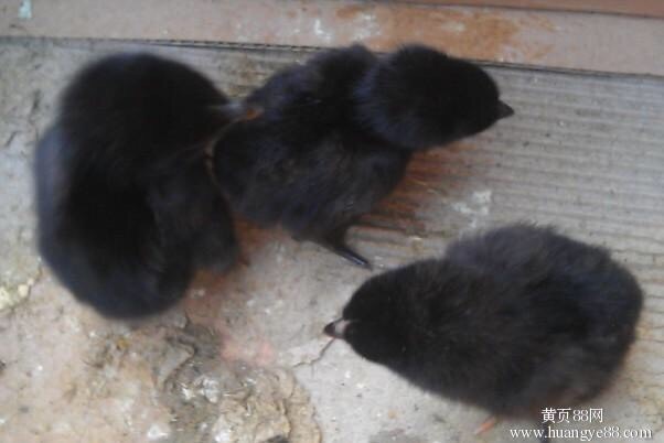 南宁 五黑一绿壳蛋鸡苗 基地直供 包一针疫苗 包路损