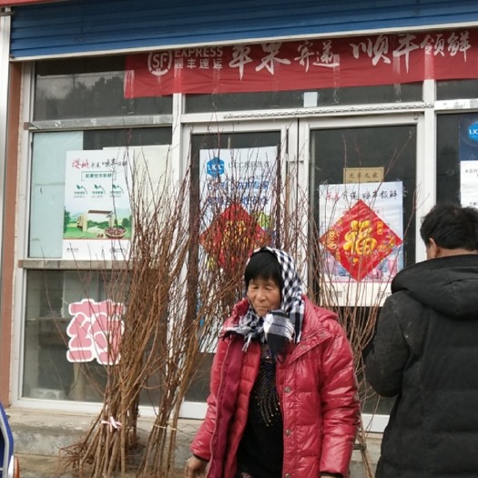 栖霞市蜜香杏树苗 蜜香杏