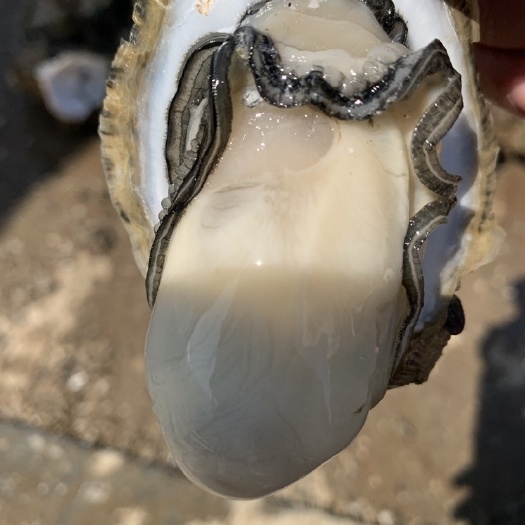 徐闻县阳江生蚝 大生蚝！