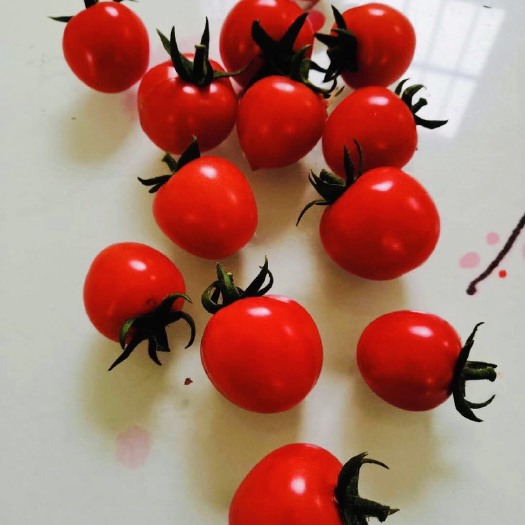 莘县 精品圣女果自家温室大棚种植安全有保障