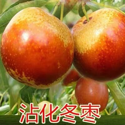 平邑县 枣树苗 沾化冬枣苗  现挖现发包品种包成活 南北都可种植