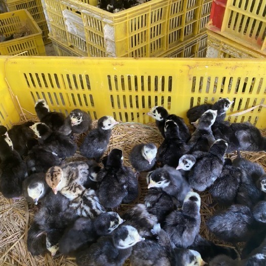 南宁 火鸡苗 性情温驯 繁殖力强