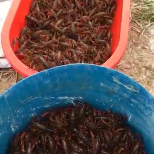 金湖县小龙虾  金湖龙虾