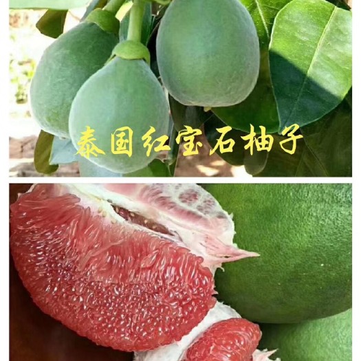 平和县泰国红宝石柚苗  泰国红宝石青柚苗密柚苗柚子苗青柚苗