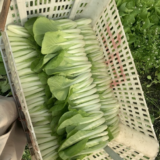 成都 精品小白菜，鸡毛菜大降价啦