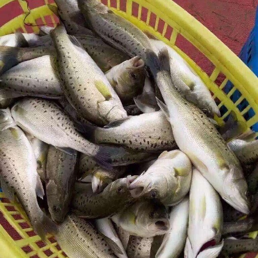 钦州 大批量出售生鲜海鲈鱼，龙门优质海水养殖，主吃海鱼仔长大