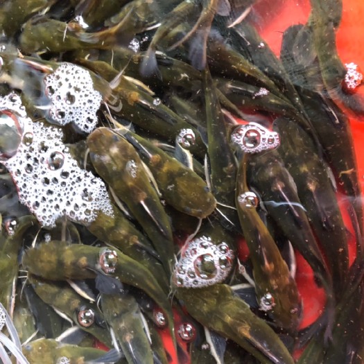 武汉网箱黄颡鱼 湖北武汉土生土长黄骨鱼。