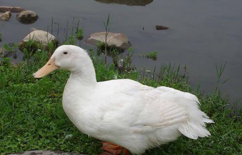 南宁 桂柳白鸭苗 樱桃谷肉鸭苗 北京鸭苗