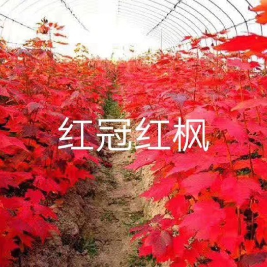 邳州市 美国红枫 美国红枫基地 美国红枫小苗 美国红枫扦插苗 红枫