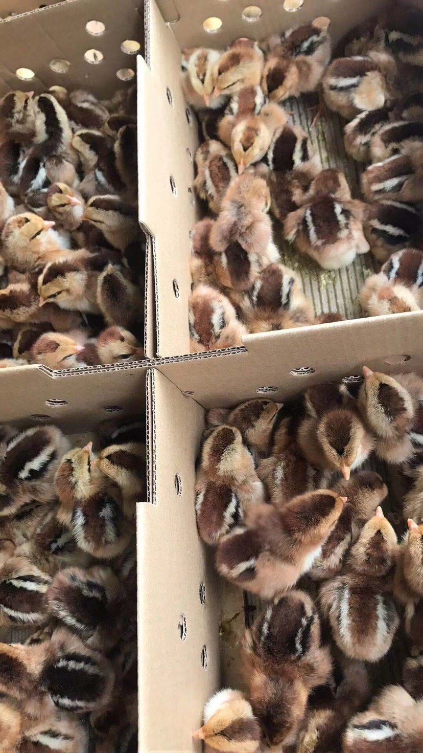 K9鸡苗 货真价实。质量保证