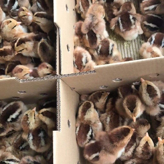 南宁K9鸡苗 货真价实。质量保证