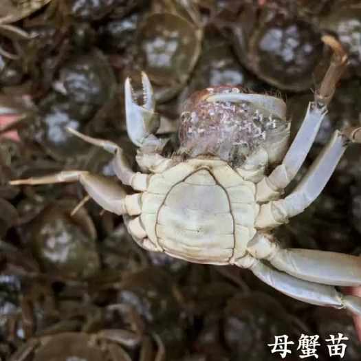 上海扣蟹苗 崇明本土苗 各种规格都有，存活率高