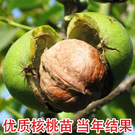 平邑县 核桃苗8518嫁接苗薄皮核桃树幼苗南方北方种植 包邮