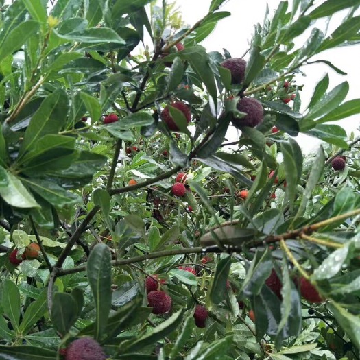 长沙 杨梅树 果树果苗 杨梅树直销 规格齐全