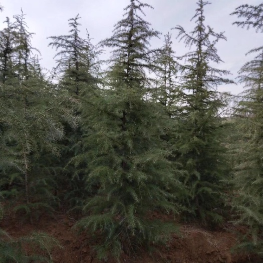 南京南京雪松  做雪松我们是专业的，货源充足，质量保证，一至十米