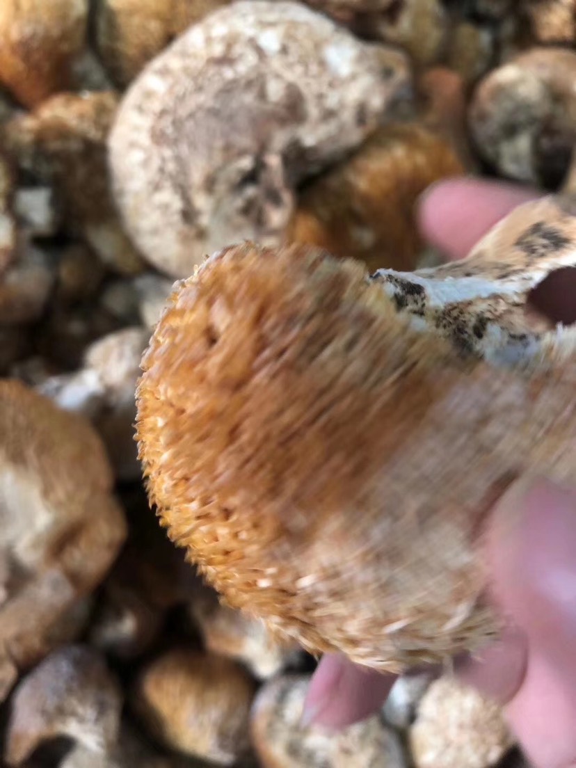  长白山野猴头菇