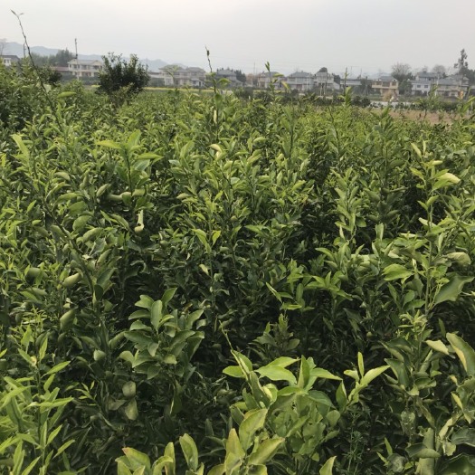 柑树苗 本苗圃基地属于农业局合作社，大量供应柑橘 橙子 柚子等苗木。