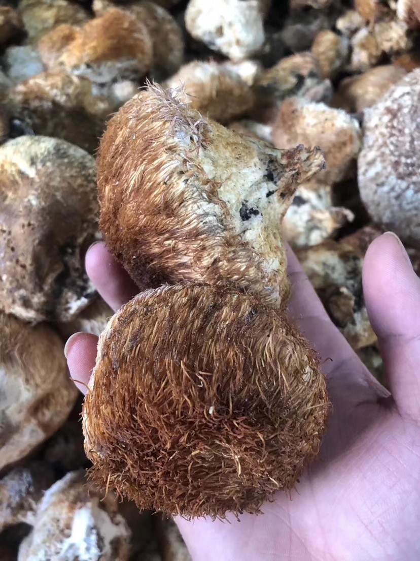  长白山野猴头菇