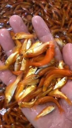 广州 红鲤鱼苗/兴国红鲤鱼苗