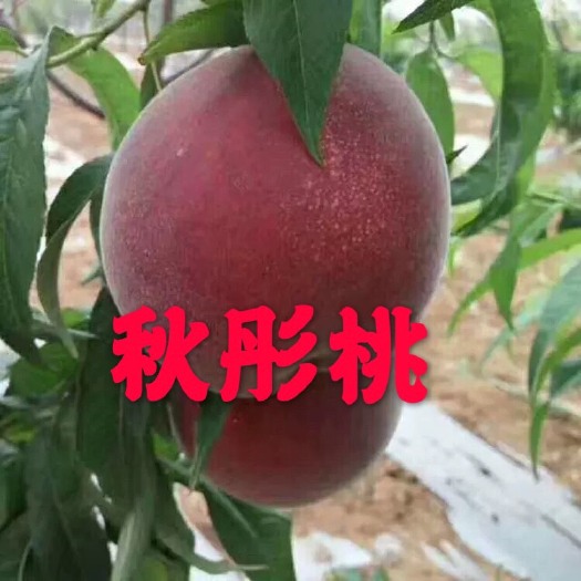 平邑县桃树苗 秋彤桃树苗 蜜桃 南北适宜 方面结果 包结果包成活