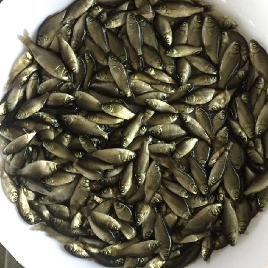 广州 中科5号鲫鱼苗 湘云鲫