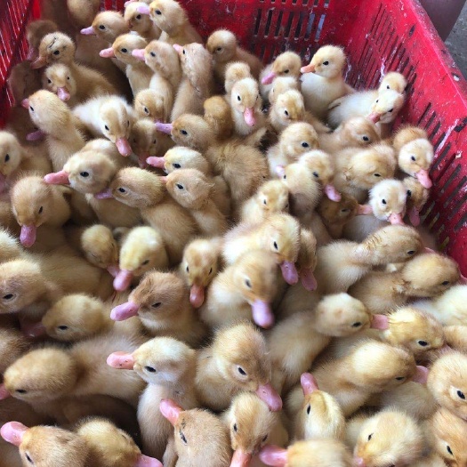 南宁桂柳鸭苗 桂柳白鸭