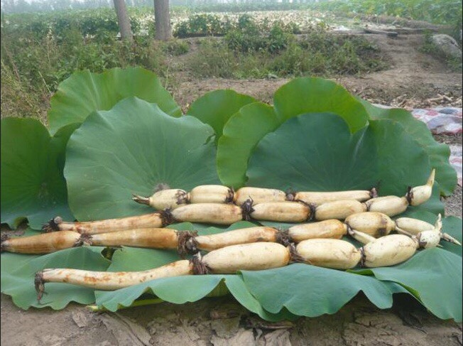 连云港鄂莲6号藕种苗  浅水藕苗 鄂连飘花藕苗  白莲藕苗