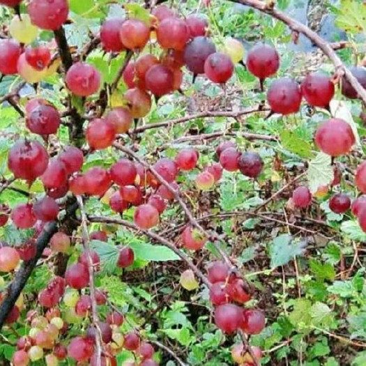 尚志市灯笼果苗  醋栗莓 鹅莓 当年挂果大苗 抗寒能力强 全国各地