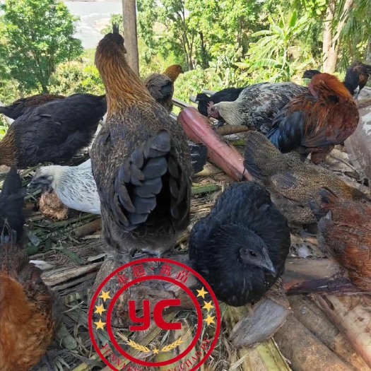 昆明云南土鸡苗 云南土鸡乌鸡  包邮到家 疫苗包打 品质保证