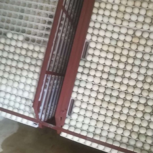 南宁 我们的鸭苗：品质与众不同，肉质自然出众