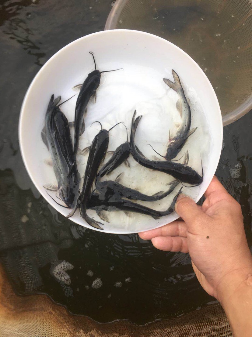 叉尾鮰魚苗 叉尾魚 美國斑點叉尾鮰魚苗