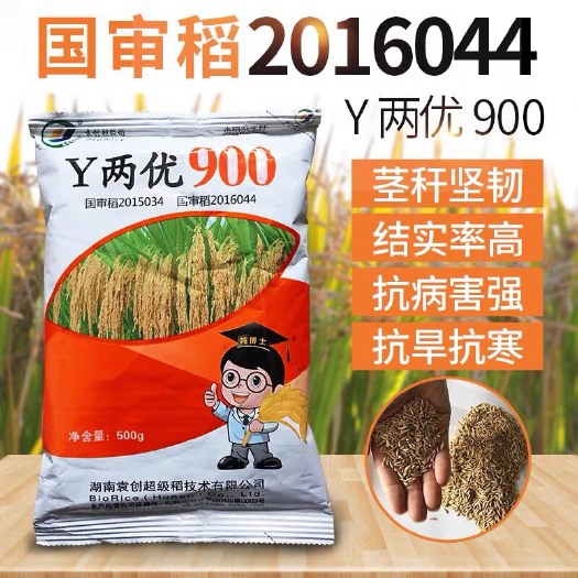 y两优900水稻种子 湘两优900 杂交稻籼稻