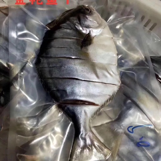 徐闻县 自制金枪鱼干