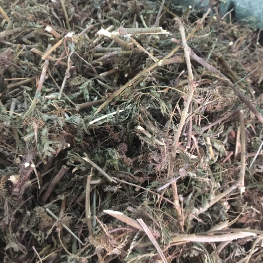 玉林广西散装含羞草批发直销含羞草