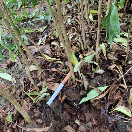 昭通九叶青花椒苗 藤椒苗 青花椒苗，地径0.5以上