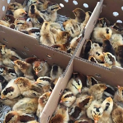 南宁 青脚土鸡苗 包打疫苗 运输卖家承担 技术提供 成活的高