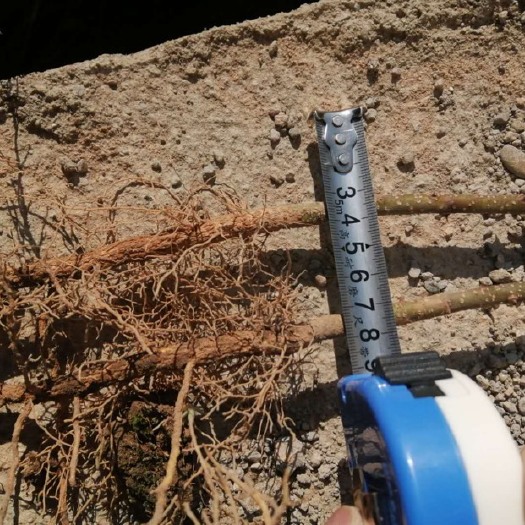 冕宁县 大红袍花椒苗不撒尿素、人工除草不打除草药，成活率高、寿命长
