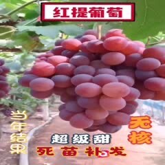红提苗  超甜无核无籽葡萄树苗30个品种选择包接果包品种