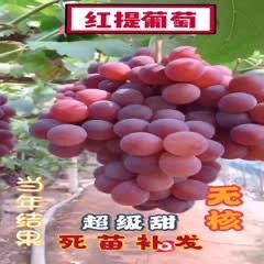 上海红提苗  超甜无核无籽葡萄树苗30个品种选择包接果包品种