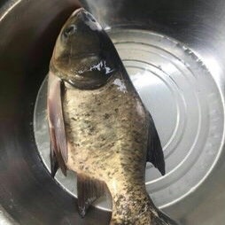 高州市缩骨鳙鱼苗/各种规格