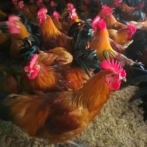 南宁 瑶鸡苗 黑瑶鸡苗 红瑶鸡苗 包打疫苗