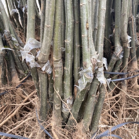 阳朔县大红袍板栗苗  嫁接板栗苗