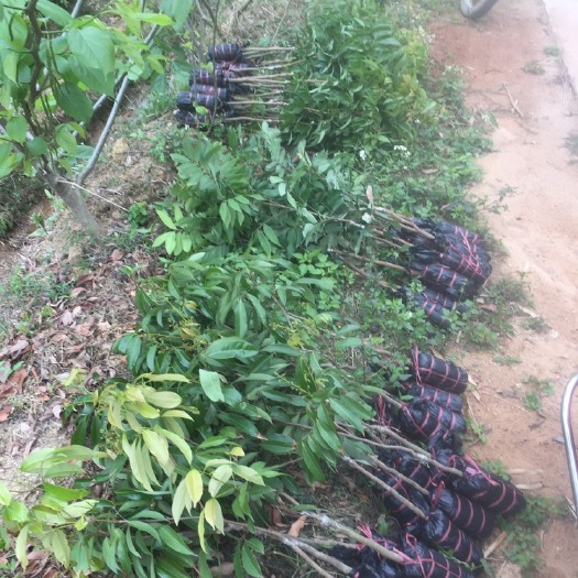 灵山县 无核荔枝苗