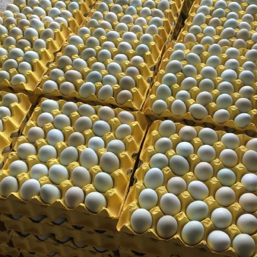 东台市初生蛋 食用 箱装480枚一件