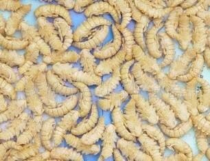 深圳 大麦虫蛹
