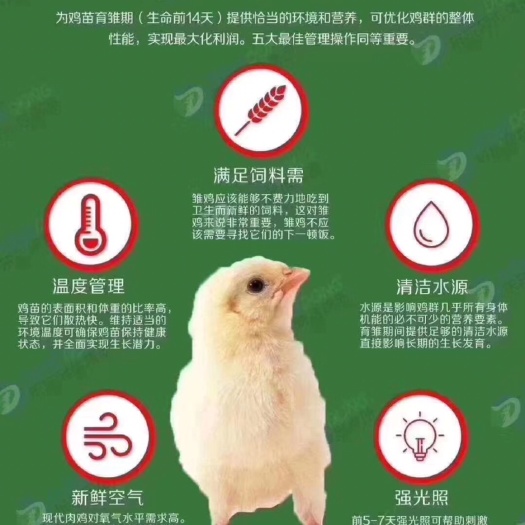 广州粉蛋  鸡场直供新鲜本地蛋